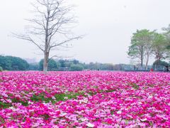 -海珠湖公园