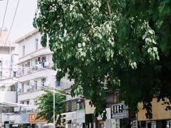 -溪岸路花鸟市场