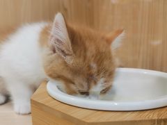 -屋虎猫馆(宝安大仟里店)