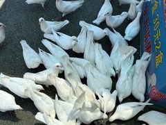 -烟台海昌鲸鲨海洋公园