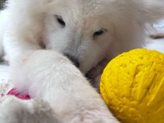 -毛绒耶耶撸宠馆·猫咖·狗咖·荷兰猪咖