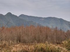 -小芝红树林
