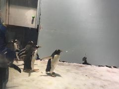 -正佳极地海洋世界