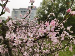 -武汉大学-樱园