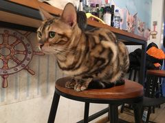 -Cappucimeow猫咪咖啡馆(韦伯时代店)