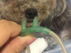 -瑞派宠物医院·24小时骨科·心脏·核磁(哈尔滨南岗店)