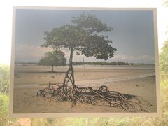 -东寨港红树林旅游区