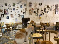 -平行世界·猫咖(首经贸店)