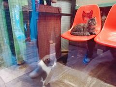 -猫咪博物馆(顶澳仔猫街店)