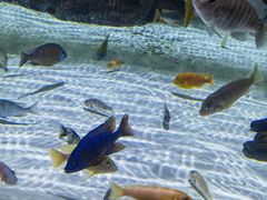 -上海海洋水族馆