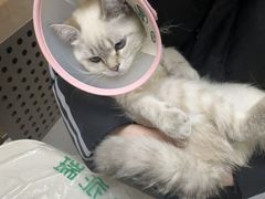 -瑞派宠物医院·24h·骨外科·皮肤科·全科宠物医疗转诊中心(沈阳浑南院)