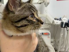 -艾贝尔宠物医院 ·中兽医·宠保定点(北门桥店)