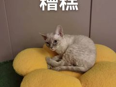 -十年猫舍·猫咪专门店(普陀店)