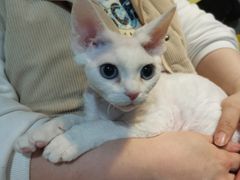 -70cat德文卷毛猫·缅因猫纯种猫舍