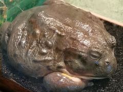 -上海大自然野生昆虫馆(东方明珠·爬宠昆虫探索中心)