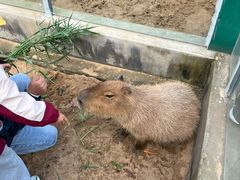 -西霞口神雕山野生动物世界