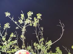 -锦里海景海鲜餐厅.三亚老字号(亚龙湾中心广场店)