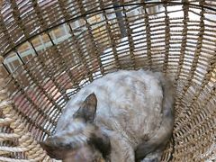 -藏猫猫咖啡主题馆(中央大道店)