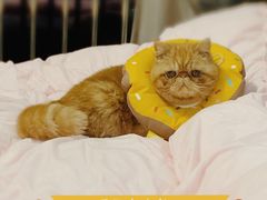 -伟伟宠物医院·CT影像中心·瑞派犬猫综合性门诊(汉口总院)