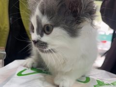 -安安宠医宠物医院·异宠·犬猫内科(岳阳分院)