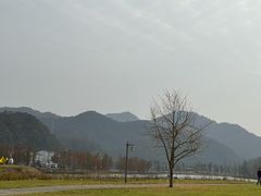 -千年银杏谷文化旅游区