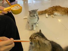 -平行世界·猫咖(首经贸店)