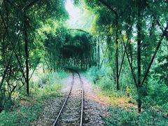 -合肥滨湖国家森林公园