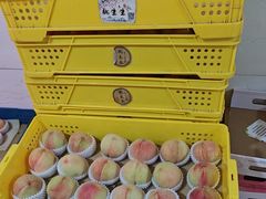 -老袁家蜜桃农场·阳山水蜜桃