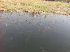 -前关湿地公园