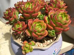 -百伦百货(简阳店)