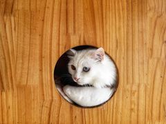 -Catmate·猫肥家润(金润铂宫店)
