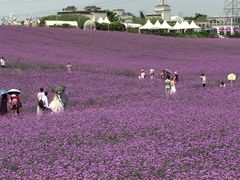 -紫颐香薰山谷景区