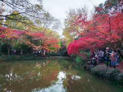 -秋霞圃