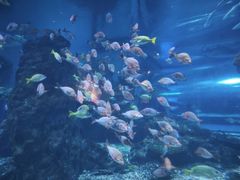 -海合安武汉极地海洋公园