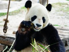 -上海野生动物园