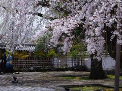 -醍醐寺
