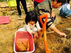 -小慧大桃观光采摘园