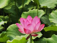 -莲花池公园