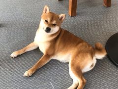 -柴源莊·柴小宠柴犬咖啡