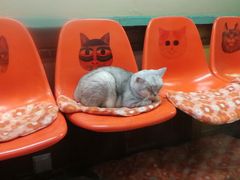 -猫咪博物馆(顶澳仔猫街店)