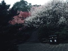-南山植物园