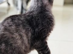 -瑞鹏宠物医院·骨科·猫科·内科(第一中心)
