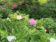 -莲花池公园