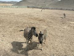 -新疆天山野生动物园