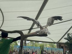 -新加坡飞禽公园
