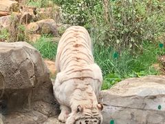 -泉州海丝野生动物世界