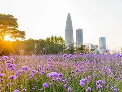 -深圳湾公园(南山区)
