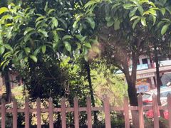 -长沙黑麋峰国家森林公园