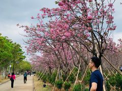 -天适樱花悠乐园