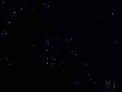 -怀托摩萤火虫洞